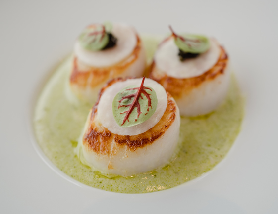 Scallops